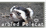 Marbled Polecat Stamp