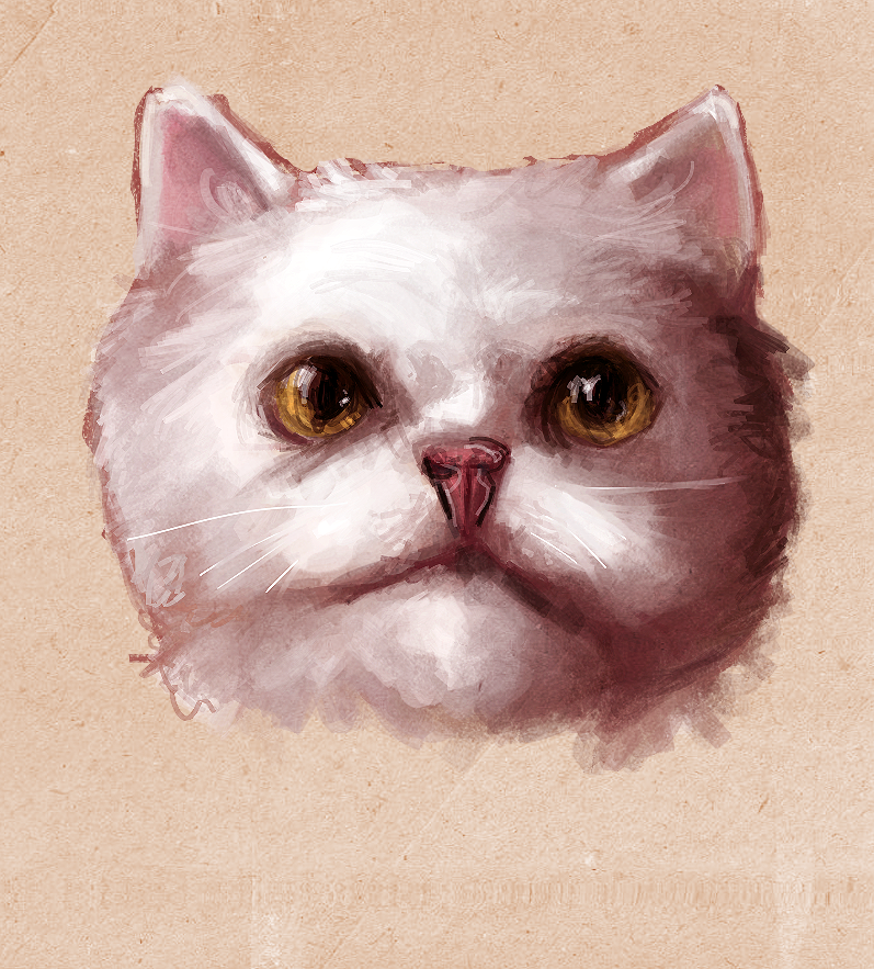 Persian cat