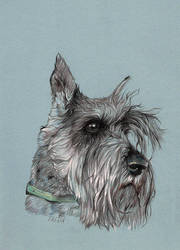 Mini schnauzer portrait