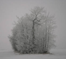 Early Evening Winter