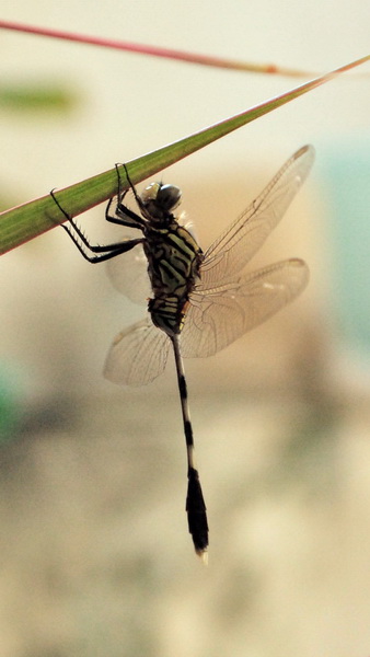 Dragonfly