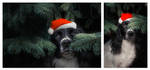 Santa Paws by Lunarlueur Santa Paws by Lunarlueur