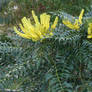 Mahonia oiwakensis lomarfolia