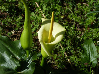 Arum creticum