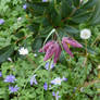 Fritillaria meleagris double