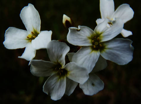 Wild flowers