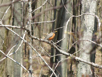 Rockin' Robin