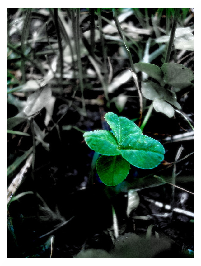 Four Leaf Clover