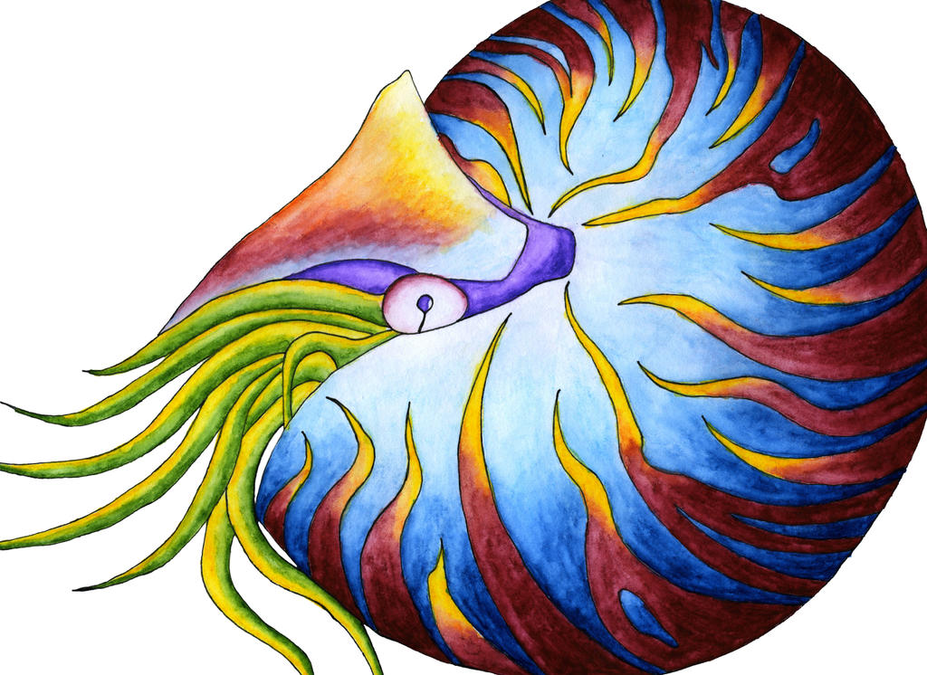 Nautilus