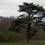 cadbury hill tree