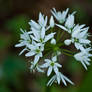 little white wild flowers