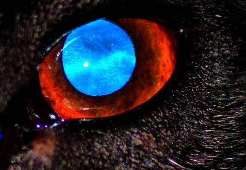 this is my staffys eye macro