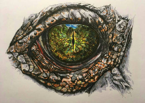 Study of a crocodile eye