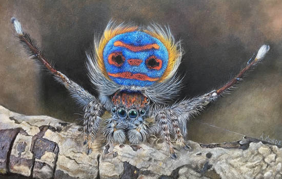 Coastal Peacock Spider (Maratus Speciosus)