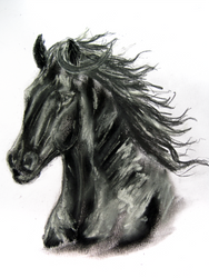 Charcoal Freisian