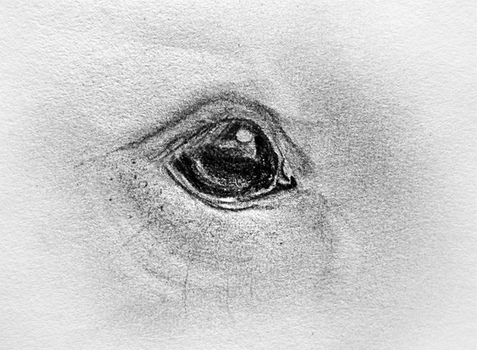 Eye Sketch