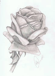 Rose sketch 2