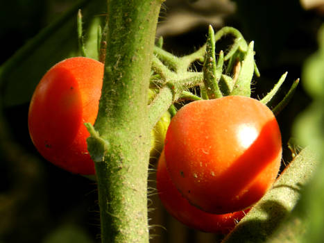 tiny tomatos.