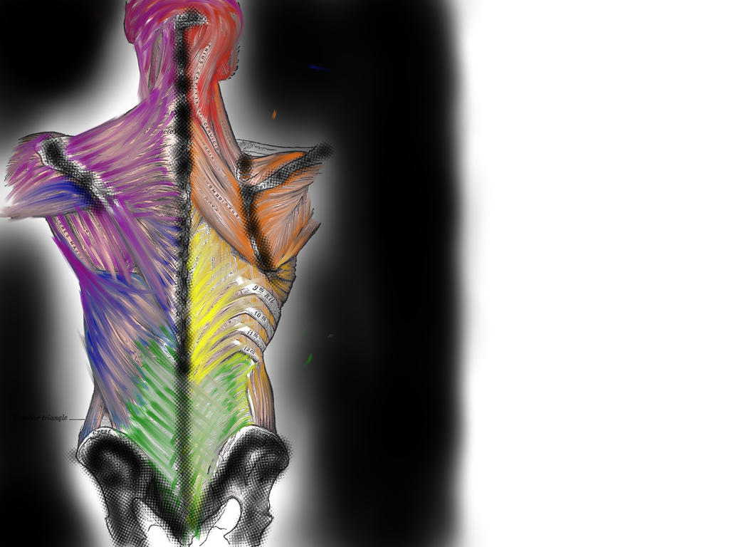 Subhuman Back Human Anatomy - Back by widderlizzy86 on DeviantArt
