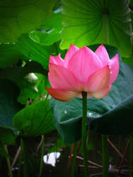 lotus2009_07