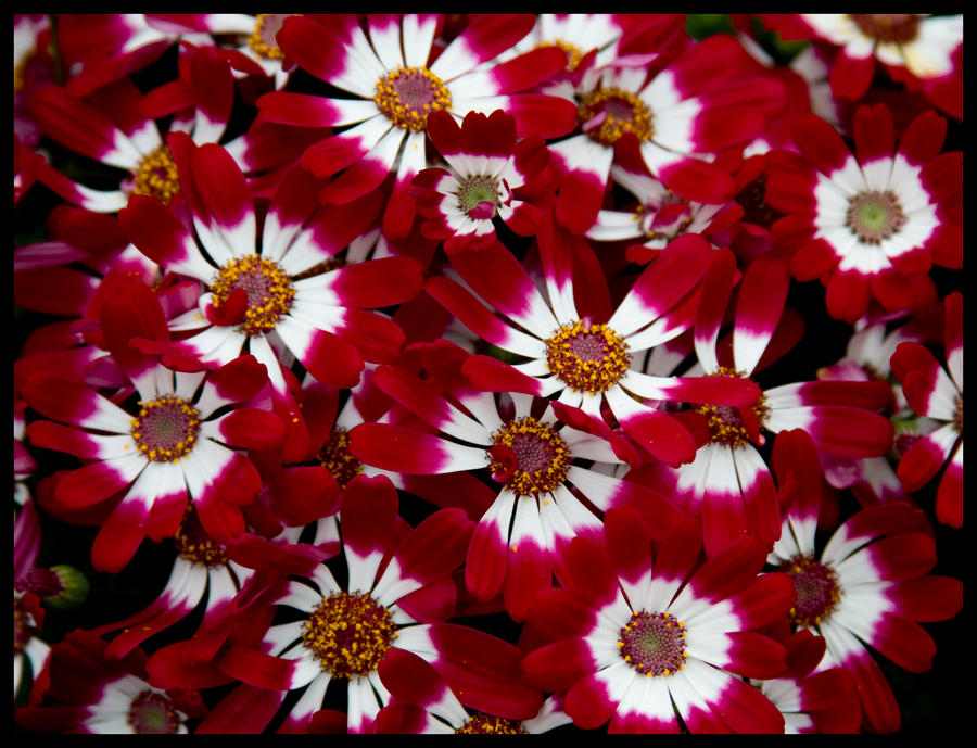 Red Ruckus by Orvanis on DeviantArt