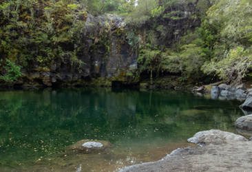 Pond in the forest