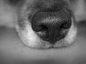 Eurasier Champ Nose