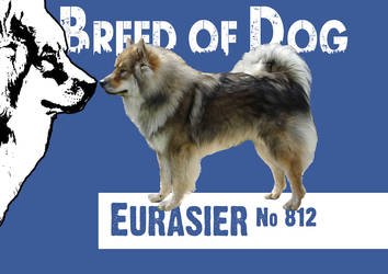 Breed Eurasier-No812