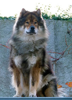 Eurasier Champ