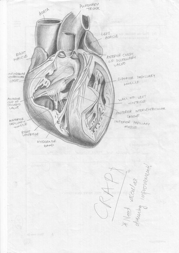 Heart Anatomy1