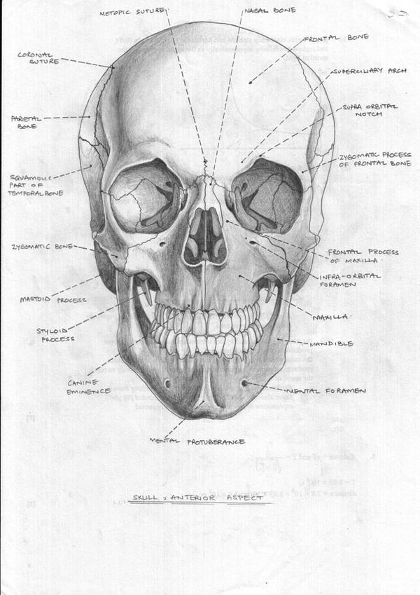 Skull Anterior Aspect