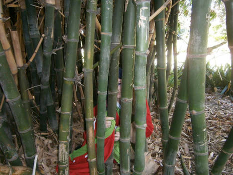 Mirai Nikki ~ incased in bamboo