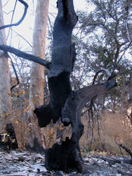 Burned Tree in Skeleton Canyon