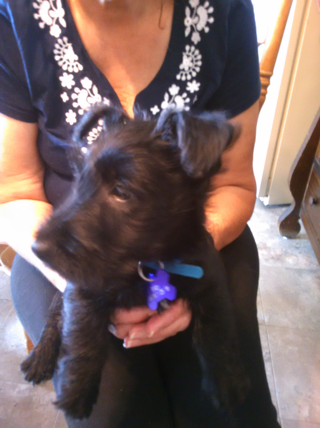 New Puppy Riley by brenleyman on DeviantArt