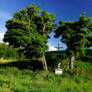 cross in trees