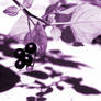 Black Nightshade 11mono