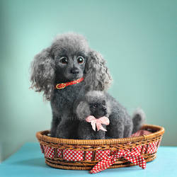 sold Poodles