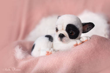 SOLD - frenchie Pinky