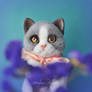 SOLD - British kitten