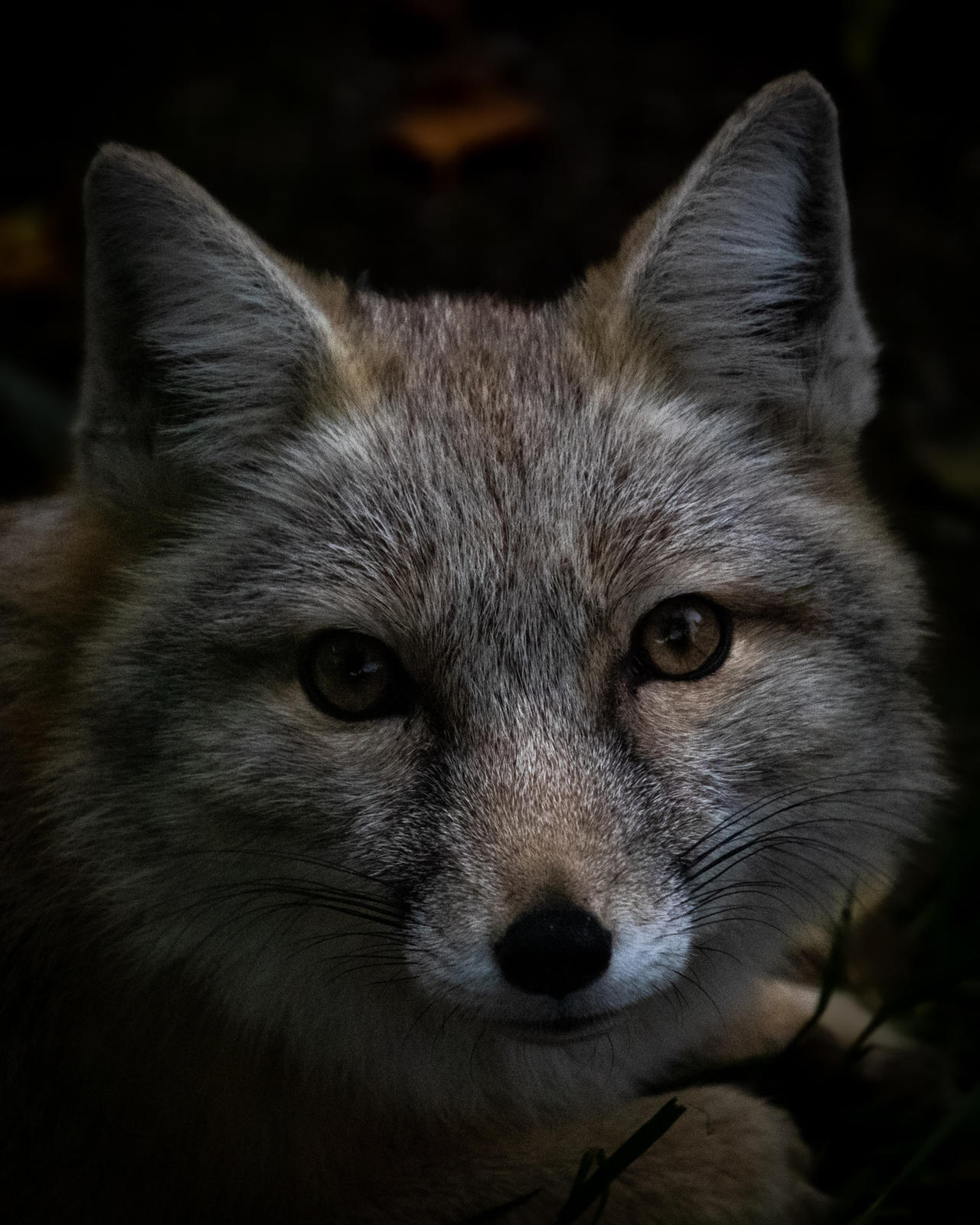Portrait of a corsac fox by DucoNdona on DeviantArt