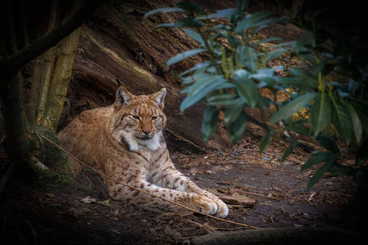 Eurasian Lynx