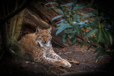 Eurasian Lynx