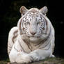 Bengal white Tiger