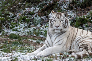 Snowwhite tiger