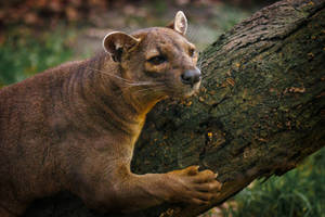 Climbing Fossa