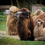 Camel Family