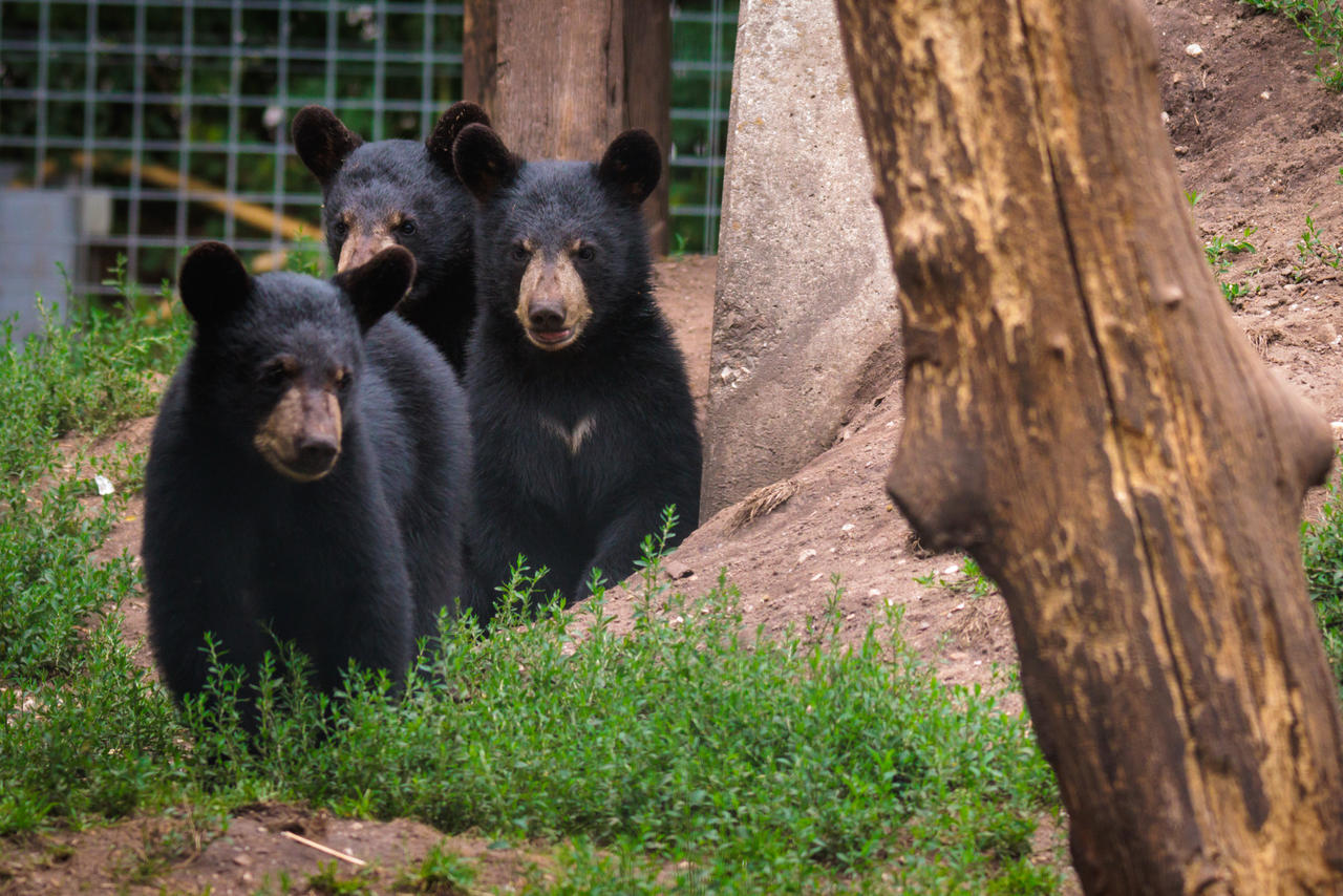 Three Beears Three little bears by DucoNdona on DeviantArt