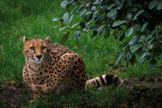 Explore the Best Cheetahs Art