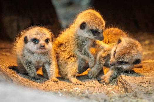 Adorable Triplets