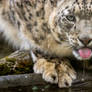 Wet Muzzle
